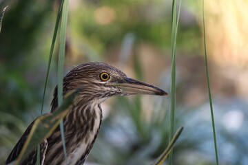 Black Crowned Night Heron Close Up