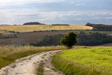 A pathway through farmland in the South Downs near Ditchling Beacon, on a sunny summer's evening