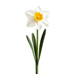 Obraz premium Elegant white daffodil flower in full bloom on plain White Transparent Background PNG