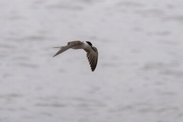 bridled tern or Onychoprion anaethetus at Geetanagar, Mumbai Maharashtra, India