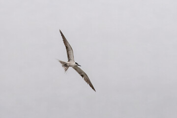 bridled tern or Onychoprion anaethetus at Geetanagar, Mumbai Maharashtra, India