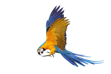 Colorful flying Blue and Gold Macaw parrot isolated on transparent background png file