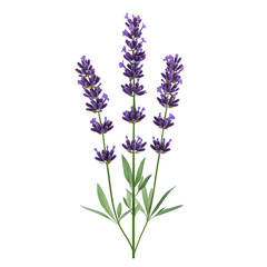 Naklejka premium Photography of Lavender Flowers Isolated on Plain White Transparent Background PNG with High Detail