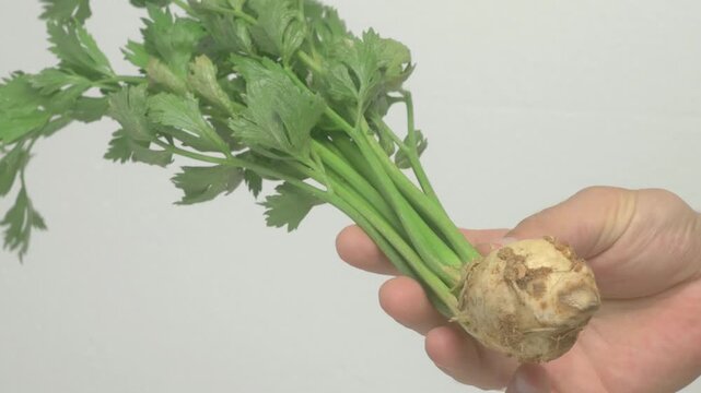 Fresh Celery Root with Vibrant Green Leaves Held in One Hand for a Bountiful Harvest