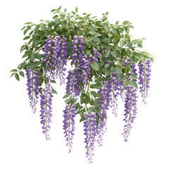 Cascading Wisteria Vines with Purple Blooms on White Transparent Background PNG