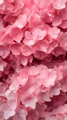 Fototapeta premium Close-up of pink hydrangea flowers background