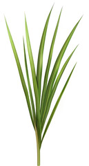 Fototapeta premium A close-up of green blades of grass