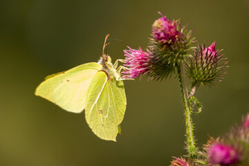 a brimstone butterfly gonepteryx rhamni