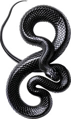 Fototapeta premium A close-up of a black snake coiled in a striking pose, its scales reflecting the light, creating a captivating image.