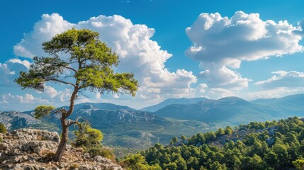 A Lonely Pine Tree Stands Tall Against the Majestic Mountains