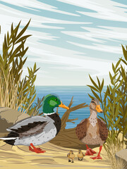 A duck and a mallard drake stand on the shore of a lake. Realistic vector vertical landscape © AnnstasAg