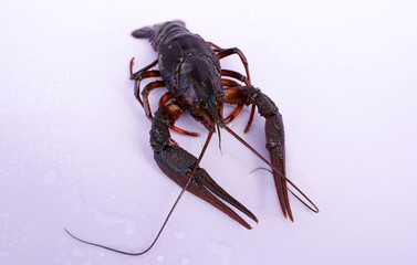 Crayfish on pink background. Crawdads, are crustaceans that live in freshwater environments throughout world.