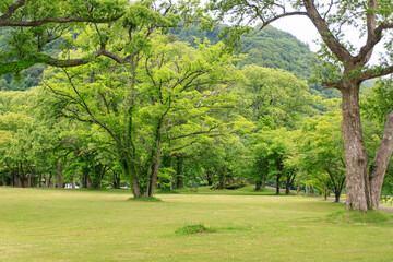 Fototapeta premium Tranquil Park with Lush Green Trees and Pathway