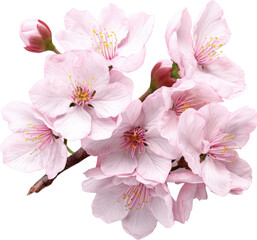 Naklejka premium Delicate pink cherry blossoms in full bloom, a symbol of spring's arrival.