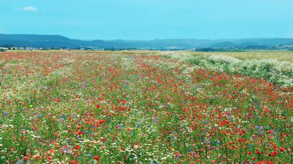 Fototapeta premium A meadow with wildflowers and poppies on a blue sky.