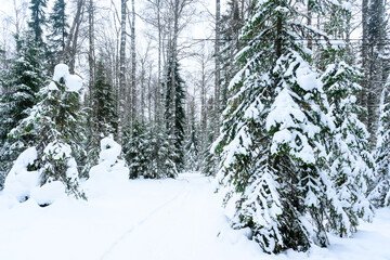 Winter snowy forest, snowdrifts, fir trees and path.