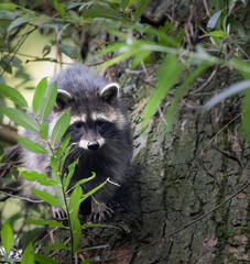 raccoon in the tree