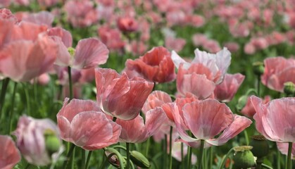 Poppy field at sunset