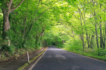 Serene Roadway Through a Lush Green Canopy, Aomori, Japan