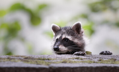 curious raccoon  © Agata Kadar