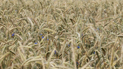 Background ripe wheat ears of wheat field and sunlight. selective focus. field landscape.