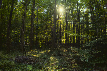 Green temperate wild forest in summer in sunlight, green grass and trees as illustration of love to nature and calmness and relaxation, quiet place, walking outdoors