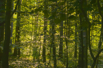 Green temperate wild forest in summer in sunlight, green grass and trees as illustration of love to nature and calmness and relaxation, quiet place, walking outdoors