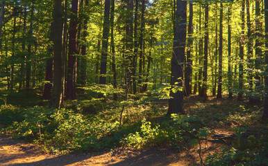 Green temperate wild forest in summer in sunlight, green grass and trees as illustration of love to nature and calmness and relaxation, quiet place, walking outdoors
