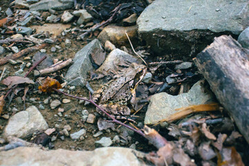 Grey forest frog sitting on ground in stones close up, The common frog or grass frog (Rana temporaria) camouflaged