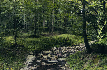 River water in green temperate forest in evening as illustration of ecosystem, ecology, animal wildlife and natural habitat 