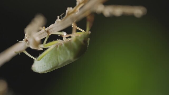 4K macro shot of green vegetable bug on green leaf of tree in wildlife, Moving mouth and head
