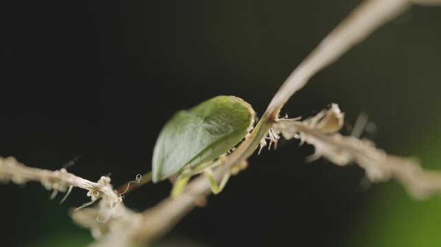 Close-up macro shot of a green shield bug moving on tree branch against blurry background