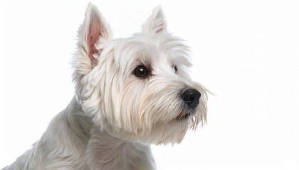 ウエスト・ハイランド・ホワイト・テリアのポートレート（West Highland White Terrier portrait on white background）
