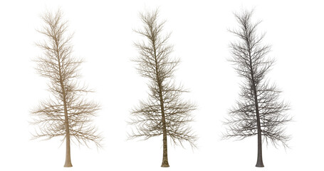 Obraz premium Three Bare Trees on transparent background