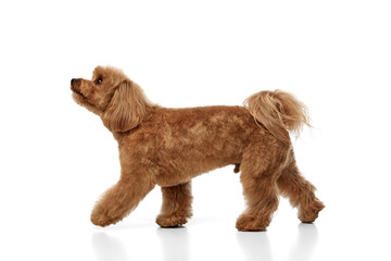 Pet after grooming services. Little brown dog, purebred Poodle walking isolated on white background. Concept of animals, domestic pet, care, vet, joy and fun, pet friend. Copy space for ad