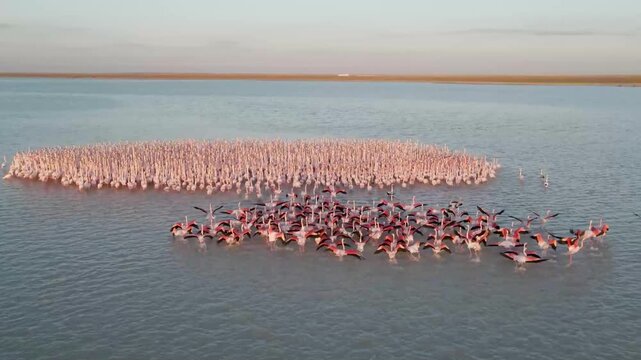 flamingos in the water
