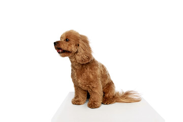 Grooming services. Adorable puppy, purebred Poodle sitting with wind blowing on muzzle, enjoying grooming isolated on white background. Concept of animals, domestic pet, care, vet. Copy space for ad