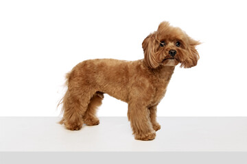 Calm, smart and curious dog, adorable, fluffy purebred Toy Poodle standing and attentively looking...