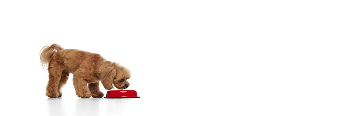 Healthy nutrition. Adorable dog. purebred Poodle eating food from bowl isolated on white background. Concept of animals, domestic pet, care, vet, joy and fun, pet friend. Copy space for ad. Banner