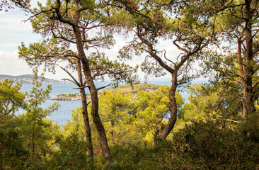 trees in the island forest