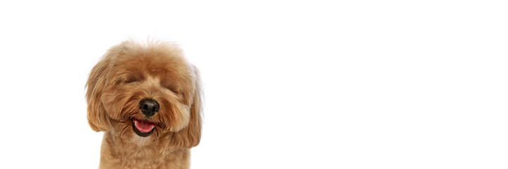 Portrait of beautiful fluffy dog, happy, adorable purebred Poodle smiling isolated on white background. Concept of animals, domestic pet, care, vet, joy and fun, pet friend. Copy space for ad