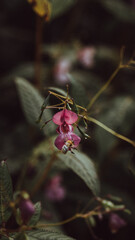 Blume
