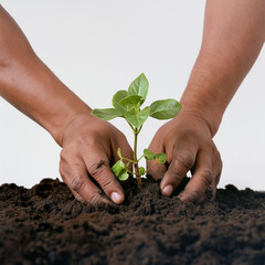 someone holding a small plant in the dirt with their hands