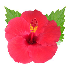 Red Hibiscus Flower Stock Photo