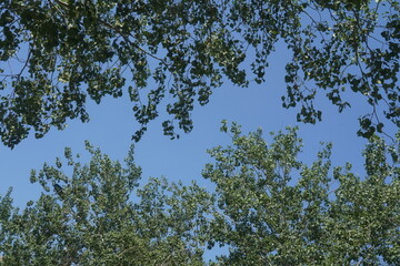 branches of a tree in sky