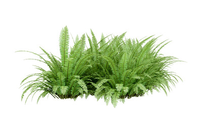 Fresh fern bush isolated on white