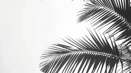 Palm leaves minimalism, balck and white, background