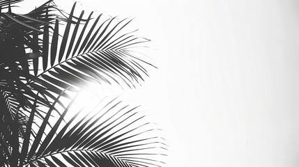 Palm leaves minimalism, balck and white, background