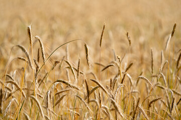 Golden grain on farmland