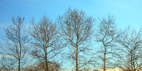 trees and blue sky